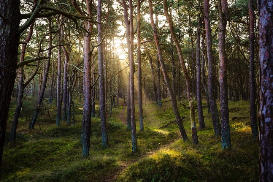 Environment