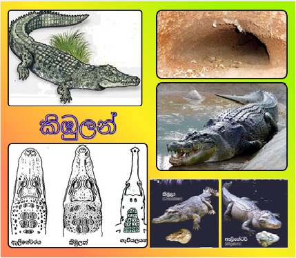කිඹුලන්
